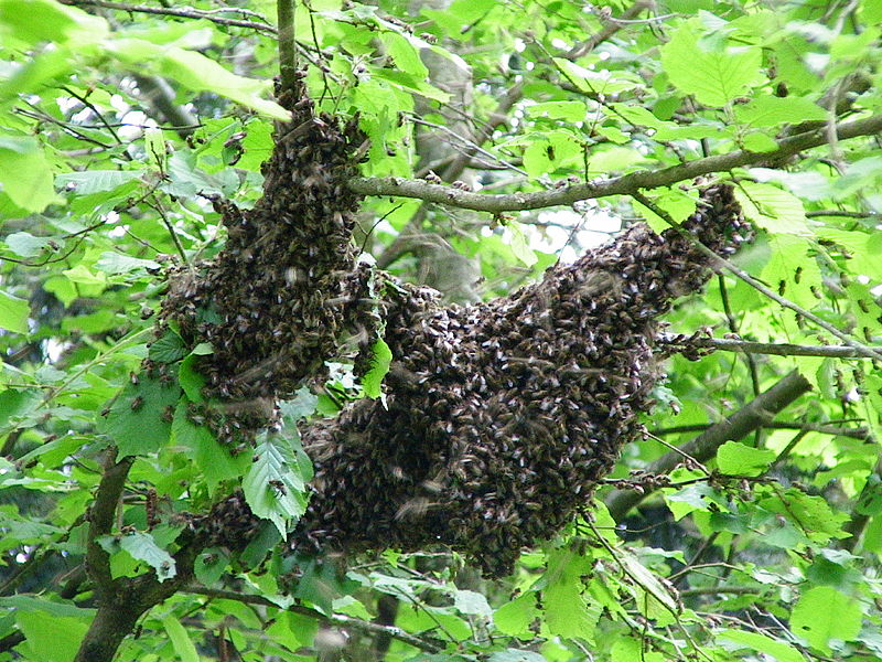 un essaim dans la nature